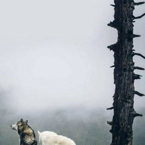 Meet your Posher, Joshua - Picture 1 of 1